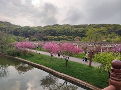-苏州上方山国家森林公园