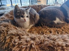 -CAT’S MEWSTAR CAFE·喵星球猫屋(晴湾咖啡店)