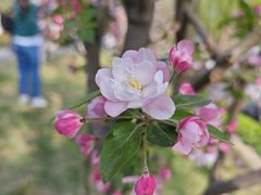 -海棠花溪(元大都城垣遗址公园)