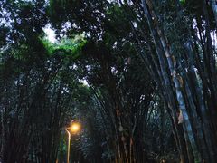 -望江楼公园