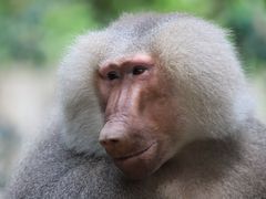 -广州长隆野生动物世界