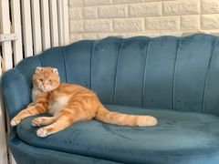 -平行世界·猫咖(首经贸店)
