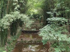 -川西竹海景区