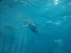 -上海潜殿潜水中心