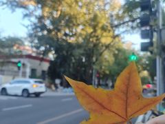 -三里屯东五街银杏大道