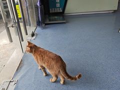 -顺强宠物诊所·狂犬免疫·夜诊·骨科(嘉定店)