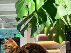 -琪喵猫屋·撸猫猫咖·猫舍