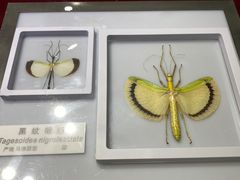 -上海昆虫博物馆