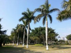 android_upload_pic-白鹭洲公园