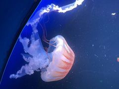 -欢乐海岸海洋奇梦馆