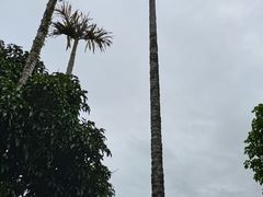 -海南槟榔谷黎苗文化旅游区