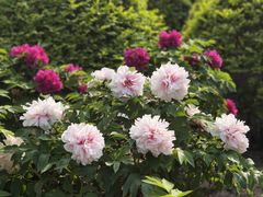 -莲花池公园