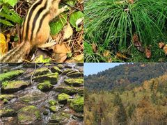 -五营红松林海景区