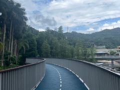 -银湖山郊野公园-相思林