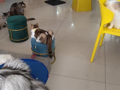 -平行世界·猫咖(首经贸店)