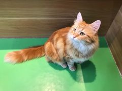 -MOCHA明星猫咖(田子坊店)