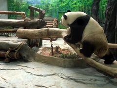 -灵玲国际马戏城