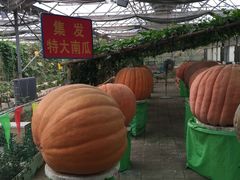 -北戴河集发农业梦想王国