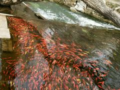 好多鱼-水磨沟公园