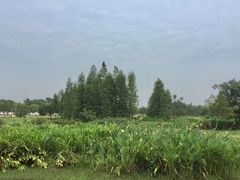 -鹤之洲湿地公园