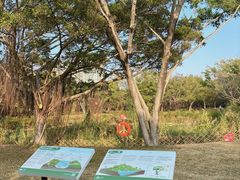 -福田红树林生态公园