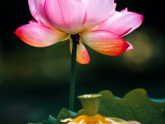 -陈家山荷花公园