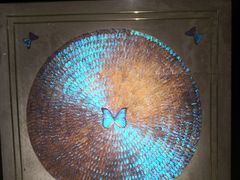 -上海昆虫博物馆