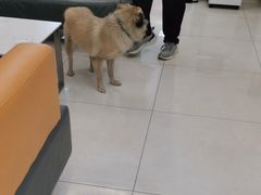 -北京观赏动物医院·24小时大型综合·猫专科·异宠专科