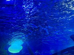 -江和美海洋公园