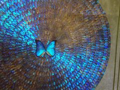 -上海昆虫博物馆