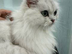 -爱洗澡的猫(望京店)