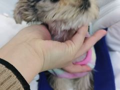 -宠颐生嘉德动物医院