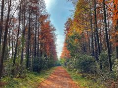 -上海海湾国家森林公园