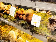 -滇野云南野生菌餐厅(陕西南路店)