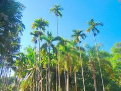 -中国科学院西双版纳热带植物园