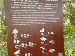 -华侨城湿地公园