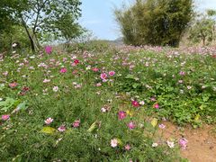 -天适樱花悠乐园