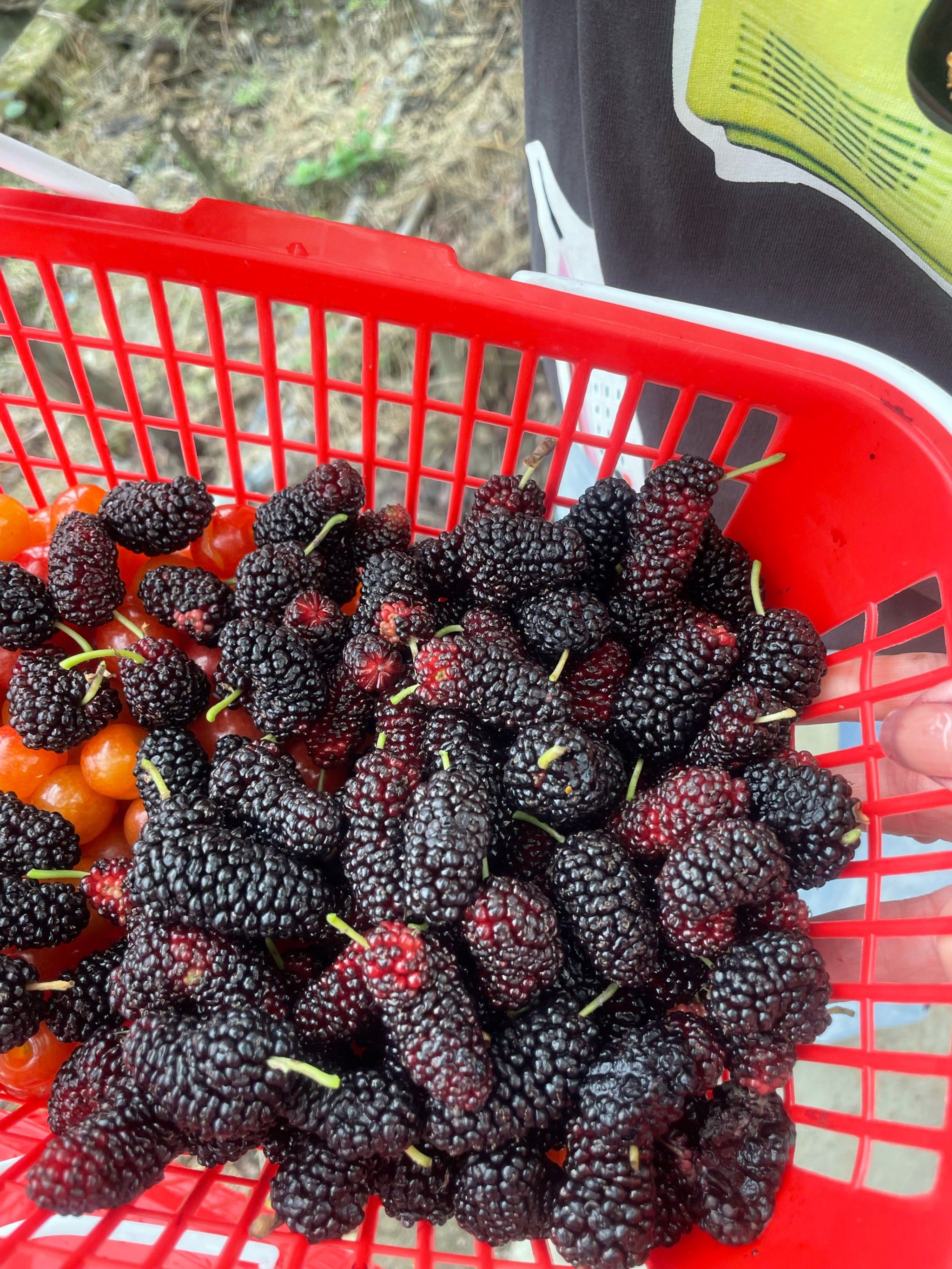 长条形的桑葚太好吃了!