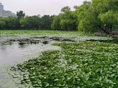 -长春市南湖公园