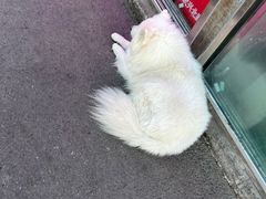 -比格比萨自助(国展店)