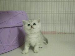 -东方名猫馆·英短金渐层布偶猫舍(环线广场1号楼店)