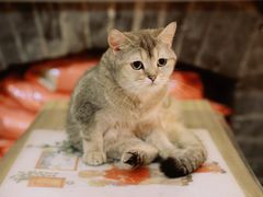-猫色咖啡·猫咖