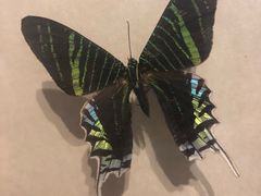 -陕西自然博物馆