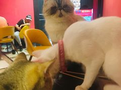 -猫色咖啡·猫咖