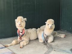 -青岛鑫江温德姆酒店