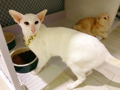 -喵的天空名猫咖啡馆·撸猫·猫舍·用品