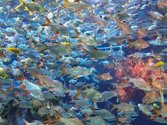 -成都浩海立方海洋公园