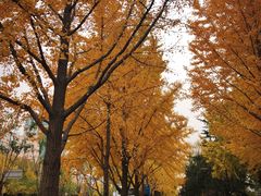 -中央民族大学