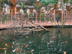 -南宫五洲植物乐园