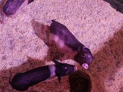 -正佳雨林生态植物园